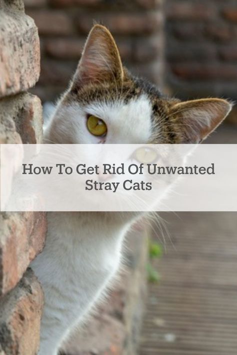 Although cats are a favored household pet, stray #cats can cause a lot of trouble around your home. Here's how to keep them away! How To Repel Stray Cats, How To Get Rid Of Cats, How To Keep Cats Off Porch, How To Get Rid Of Stray Cats In Yard, Keeping Cats Out Of Yard, How To Get Rid Of Cats In My Yard, Cat Repellent, Diy Animals, Cat Problems