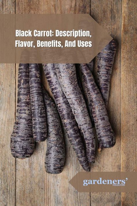 Black Carrot: Description, Flavor, Benefits, And Uses Raw Carrots Benefits, Purple Carrot Recipes, Turkish Black Carrot, Carrot Benefits Raw, Carrot Varieties, Carrot Pasta, Purple Carrot Meals, Carrot Benefits, Black Carrot