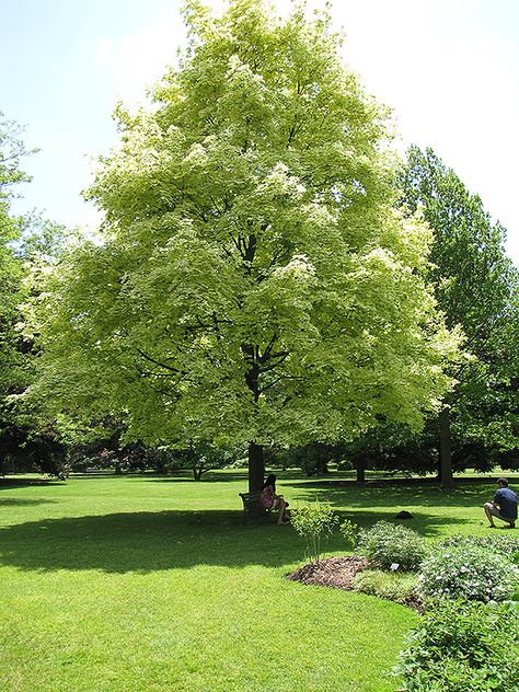 Harlequin Norway Maple (Acer platanoides 'Drummondii') at Ritchie Feed & Seed Inc. European Trees, Acer Garden, Acer Drummondii, Acer Palmatum Osakazuki, Acer Platanoides, Acer Palmatum Ukigumo, Dundas Ontario, Acer Rubrum, Acer Pseudoplatanus Tree