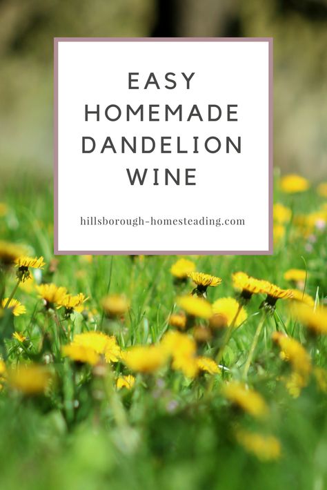 Spring is sprung! The birds are out, the geese are migrating, the peepers are singing, and dandelion's are popping up in lawns and fields across the country. To celebrate, I'm sharing my super simple dandelion wine recipe with all you lovely people! Click the link to learn how to make the best dandelion wine!| Hillsborough Homesteading #homebrew #fermentation #fermentedfoods #homesteading #diy #recipe #selfsufficiency Dandelion Wine Recipe, Dandelion Wine, Fermented Pickles, Healty Dinner, Wine Recipe, Homemade Soda, Pinot Noir Wine, Homesteading Diy, Fermented Vegetables