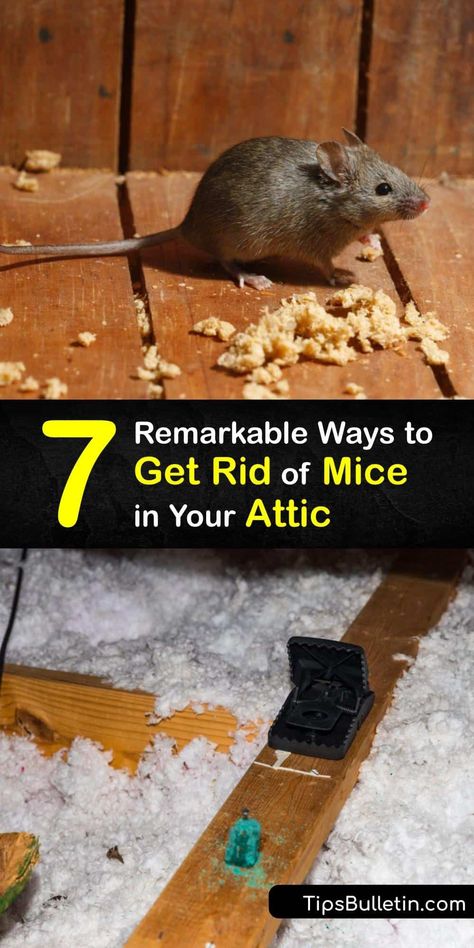 Tea Bags To Get Rid Of Mice And Spiders, Mouse Proofing House, Mouse Bucket Trap, Diy Mouse Trap, Rat Trap Diy, Natural Rat Repellent, Mice Prevention, Killing Mice, Mouse Trap Diy