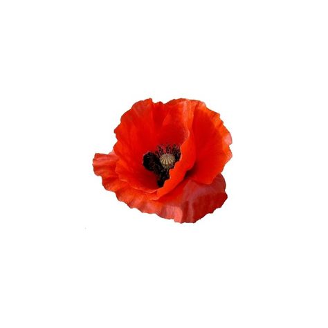 Poppy Flower Pictures, Poppy Flower Aesthetic Wallpaper, Poppies Aesthetic, Poppy Aethstetic, White Poppy Flower Aesthetic, Poppy Reference Photo, Red Poppy Flower Aesthetic, Red Poppy, Red Aesthetic