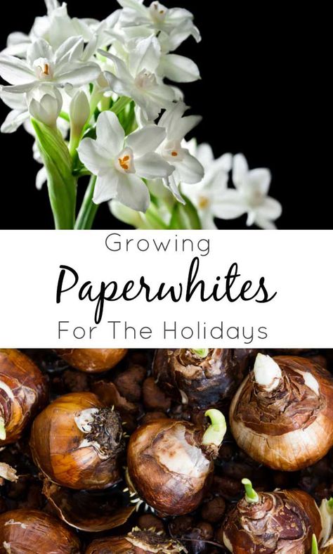 How to grow Paperwhites for Christmas, including growing paperwhites in mason jars for great hostess or teacher gifts for Christmas! #paperwhites #christmasdecor #wintergardening #forcingblubs #christmas #holidays #winter Forcing Paperwhites Indoors, Christmas Paperwhites, Paperwhites Christmas, Forcing Paperwhites, Jungle Balcony, Christmas Garden Ideas, Aesthetic Origami, Teacher Gifts For Christmas, Forcing Bulbs