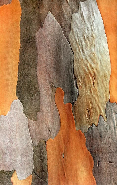 . Tree Bark Texture, Texture Inspiration, Trendy Tree, Tree Bark, Natural Forms, Color Shapes, Color Stories, Patterns In Nature, Color Textures