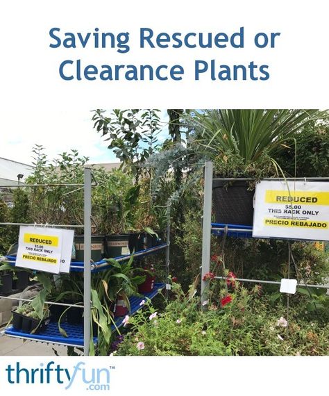 Rescued or clearance plants are easy to come by at your local big box stores, nursery, and sometimes from neighbors. If you can identify it, read up on growing requirements, otherwise use your best judgement and some TLC. Several accounts of successful clearance plant revivals follow. Lowes Plants, Potato Vines, Shrub Roses, The Last Picture Show, Green Vegetables, Blooming Rose, Porch Patio, Garden Center, Amazing Gardens