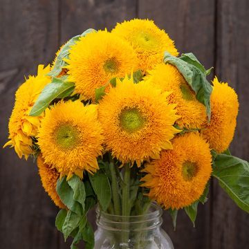 Teddy Bear Sunflower, Food Forest Garden, Deep Yellow, Sunflower Garden, Sunflower Bouquets, Organic Seeds, Sustainable Packaging, Bulb Flowers, Sunflower Seeds