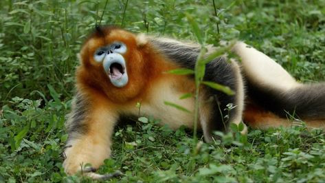 Golden Tamarin Monkey, Long Nose Monkey, Big Nose Monkey, Golden Snubbed Nosed Monkey, Indian Monkey Photography, Primates, Beautiful Creatures, Canning, Animals