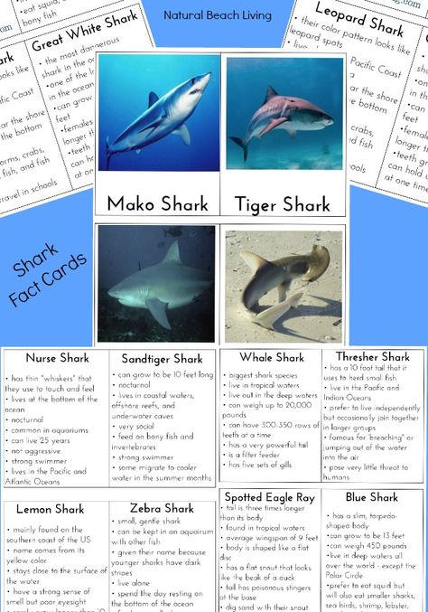 Shark Facts, Shark information for kids, Sharks, Shark Week, Great for a themed unit study, Montessori Printables, Shark games and activities for kids. Shark Week Ideas, Shark Themed Snacks, Shark Week Activities, Wacky Science, Shark Information, Homeschooling Printables, Ocean Lesson Plans, Shark Printables, Biology For Kids