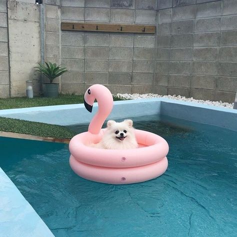 white pomeranian swimming on a pool float dog, cute dogs, puppy flamingo pool float #pomeranian #pomeraniandog #swimmingpets #dogsofinstagram #floating #flamingo #flamingopoolfloat #poolfloat #swimmingpool #swimmingdog #whitepomeranian #happydogs Inflatable Pool, Pink Flamingo, Pool Float, Flamingo, Float, Pool, Pink, White