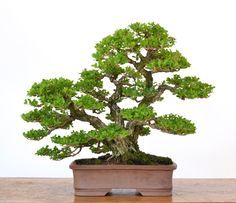 Boxwood Bonsai, Japanese Boxwood, Tree Types, Bonsai Making, Japanese Bonsai Tree, Jade Tree, Growing Trees, Bonsai Tree Care, Bonsai Ideas