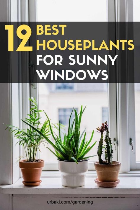 Plants That Need Full Sun, Bright Light Plants Indoor, Bright Direct Light Plants, Full Sun House Plants Indoor, Full Sun Indoor Plants, Window Sill Plants Indoor, Direct Sunlight Plants Indoor, Direct Sunlight Plants Outdoor, Bright Light Plants