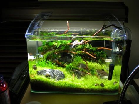 Image result for aquascape 5 gallon tank Nano Aquascape, Aquascape Inspiration, 5 Gallon Aquarium, Aquarium Inspiration, Aqua Scaping, Fish Tank Themes, Aqua Tank, Fish Tank Terrarium, Fish Ideas