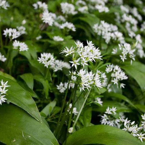 Allium Ursinum, White Wild Flowers, Foraging Guide, Garlic Flower, Wild Garlic Pesto, Garlic Pesto, Food Foraging, Flower Garden Plans, Wild Food Foraging