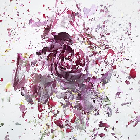 High speed photographs of exploding flowers dipped in liquid nitrogen by Martin Klimas. Martin Klimas, Foto Scale, High Speed Photography, Gcse Art, Flower Photos, A Rose, Flowers Photography, Amazing Photography, Martini