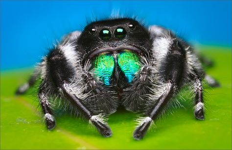 Regal Jumping spider (male) (Phidippus regius) — the largest of jumping spiders in North America. The males are always black with a pattern of white spots and stripes. Females often bear similar patterns to the males, but range in color from shades of gray to a vivid orange. Despite the noted range of these spiders, Eastern North America, I can attest that I have encountered these spiders in my garden here in California. Timid and (like most all jumping spiders) harmless.  photo: Patrick Zephyr Regal Jumping Spider, Dangerous Spiders, Cute Spiders, Spider Species, Jumping Spiders, Pet Spider, Itsy Bitsy Spider, Jumping Spider, Beautiful Bugs