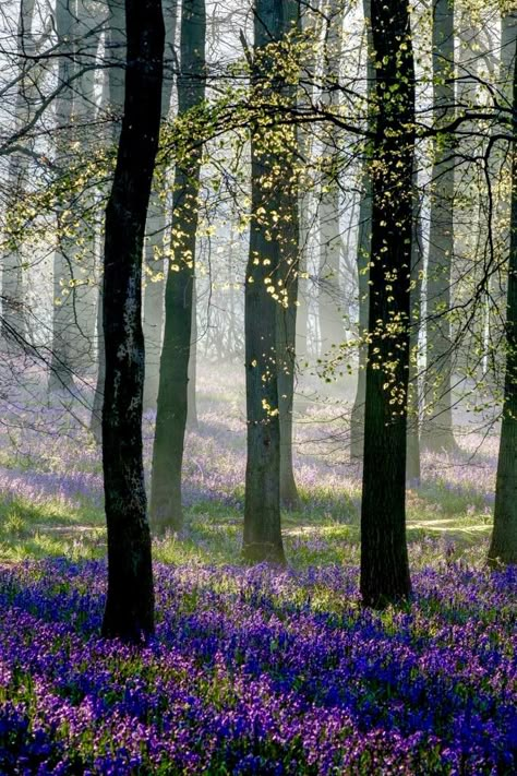 Good Morning View, 자작나무 그림, Bluebell Woods, Mystical Forest, Celtic Tree, Inspiring Photography, Romantic Places, Garden Fountains, Phone Camera