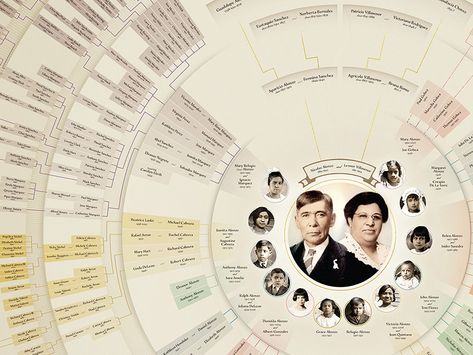 Tree Infographic, Family Tree Layout, Family Tree Album, Family Tree Graphic, Ancestry Chart, Family Tree Book, Genealogy Tree, Vinyl Tree Wall Decal, Family Tree Poster