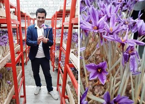 Saffron Vertical Farming, Saffron Farming, Growing Saffron, Wet Flowers, Saffron Crocus, Aquaponics Greenhouse, Indoor Farming, Saffron Flower, Vertical Farming