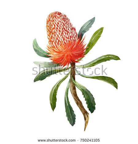 Banksia Flower, Protea Art, Australian Flowers, Australian Native Flowers, Australian Flora, Diy Nursery, Australian Birds, Flower Bird, Vector Flowers