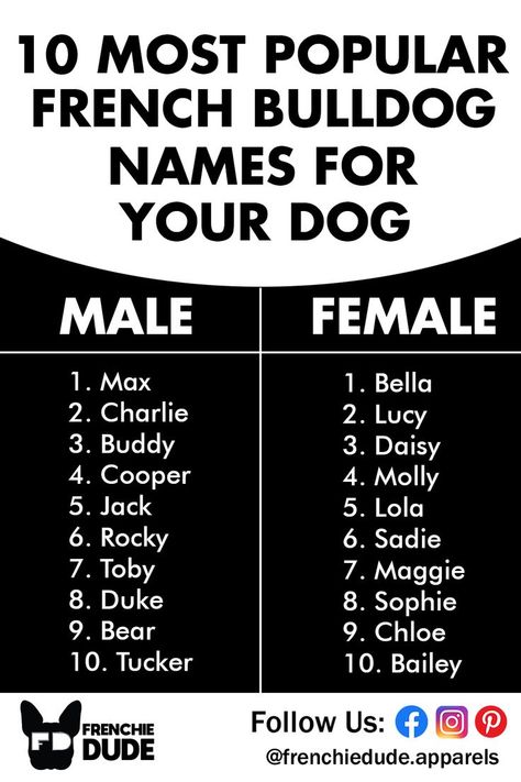 Top 10 French Bulldog Names For Both Male And Female. French Bulldog Names Girl, French Bulldog Name Boys ideas. #frenchbulldognames #frenchbulldogs #frenchie French Bulldog Names Boys, French Bulldog Names Girl, Dog Symbolism, Female French Bulldog, Cute Pet Names, French Bulldog Names, Bulldog Names, French Bulldog Facts, Animal Names