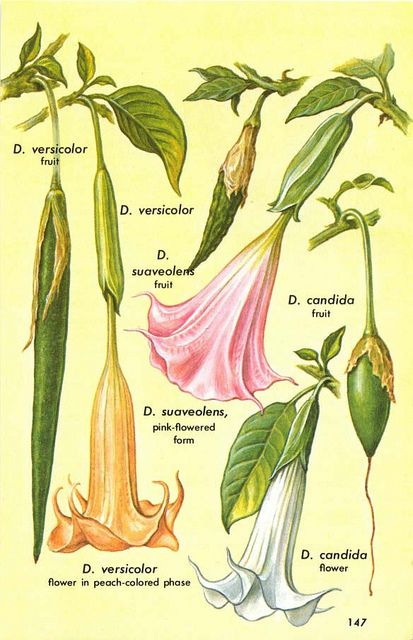 Toé (Brugmansia) - Hallucinogenic Plants A Golden-Guide 149 by Howard G Charing, via Flickr Angel Trumpet Plant, Psychoactive Plants, Poison Garden, Angel Trumpet, Plant Fungus, Bar Food, Online Books, Poisonous Plants, Scientific Illustration