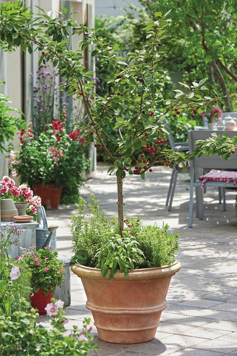 The Best Fruits to Grow in Containers - FineGardening Fruits To Grow, Ornamental Pear Tree, Fruit Trees In Containers, Potted Fruit Trees, Yard Makeover, Patio Trees, Cherry Trees, Patio Planters, Fine Gardening