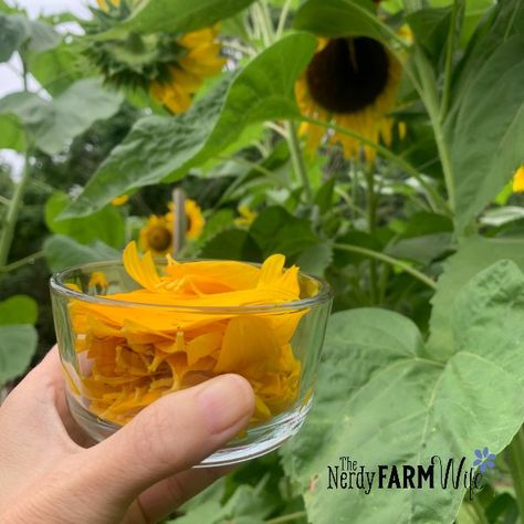 Learn how to turn sunflower petals into a beautiful and delicious lemon-flavored jelly! Sunflower Jelly Recipe, Sunflower Jelly, Flower Jelly, Sunflower Petals, Wild Sunflower, Sunflower Butter, Jelly Recipe, Green Meals, Herbal Salves