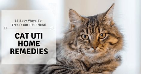 Urinary Diet For Dogs, Essential Oils For Cat Urine, Cat Urinary Infection, Homemade Dog Food For Urinary Tract Health, Cat Remedies, Homemade Cat Food For Urinary Health, Cat Kidney Problems, Diy Cat Food, Urinary Health