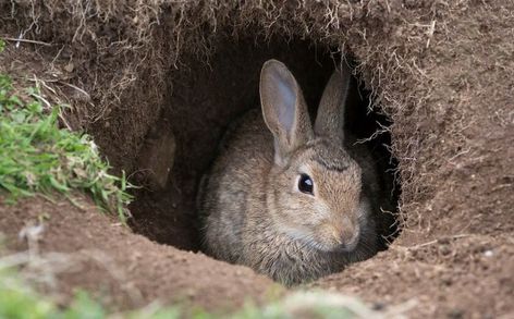 Playful Bunnies: Toys for Rabbits Rabbit Burrow, Toys For Rabbits, Wild Rabbits, Rabbit Hide, Agility Training For Dogs, Wild Rabbit, Watership Down, White Rabbits, Fox Tattoo