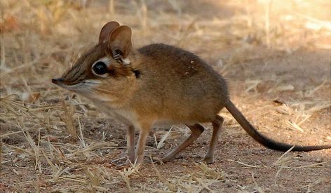 Elephant Shrew, Kingdom Animalia, East Africa, Big Cats, Lion King, Guinea Pigs, Beautiful Creatures, Tanzania, Animals Beautiful