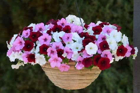 Petunia Planter, Impatiens Plant, Grape Vine Plant, Wave Petunias, Easy Waves, Daffodil Bulbs, Gardening Trends, Hot Pink Flowers, Plants For Hanging Baskets