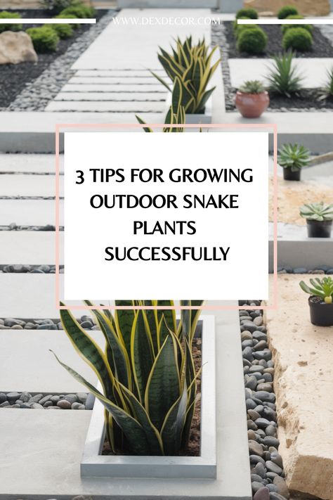 3 tips for growing outdoor snake plants successfully. Kitchen Flooring Trends, Kitchen Tile Inspiration, Ensuite Bathroom Designs, Rustic Industrial Kitchen, Industrial Chic Kitchen, Compact Kitchen Design, Modern Bedroom Colors, Snake Plants, Cozy Patio