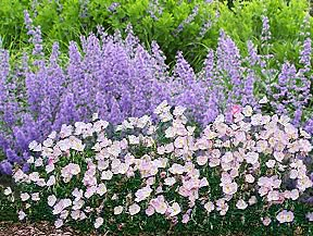 Plant Combination: Nepeta x faassenii ‘Walker’s Low’ and Pink Evening Primrose (Oenothera speciosa) Oenothera Speciosa, Pink Evening Primrose, Bible Garden, Outdoor Herb Garden, Native Plant Gardening, English Cottage Garden, Wildflower Garden, Pollinator Garden, Plant Combinations