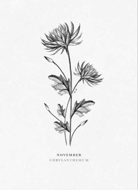 Credit: @WillFinchDesign Flower For November Birth Tattoo, Stem Flower Tattoo, November Birth Flower Tattoo Chrysanthemums, November Flower Tattoo, November Tattoo, Flower Tattoo Stencils, November Flower, November Birth Flower, November Aesthetic