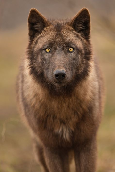 Lobo marrom Brown Wolf, Wolf Photos, Wolf Love, Wild Wolf, Wolf Pictures, Beautiful Wolves, Wolf Spirit, Wild Dogs, Wolf Dog