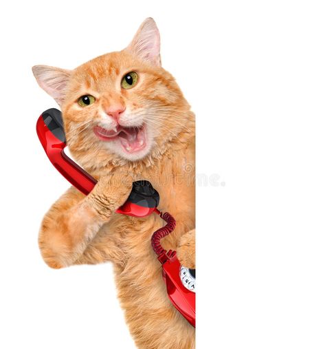 Cat talking on the phone. For white banner , #AD, #talking, #Cat, #phone, #banner, #white #ad Cat Talking, Funny Dog Images, Funny Dog Names, Funny Cat Jokes, Funny Dog Faces, Funny Cat Faces, Funny Cat Wallpaper, Funny Dog Photos, Funny Cat Photos