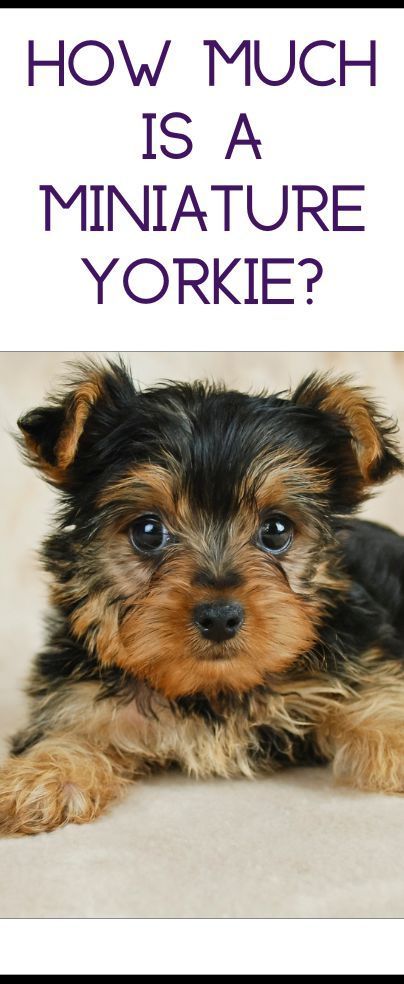 Teacup Yorkie Puppy Haircut, Teacup Yorkie Puppies For Sale Near Me, Cute Yorkies, Yorkie Puppy Girl, Yorkie Teacup Puppies, Miniature Yorkie, Yorkie Puppy Haircuts, Yorkies Puppies, Yorkie Puppy Care