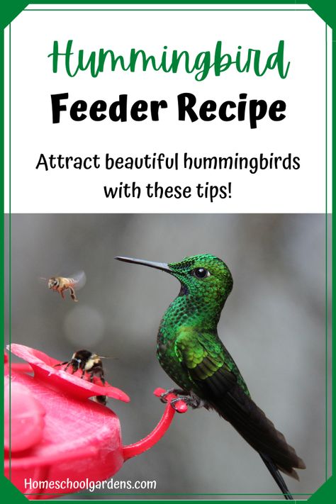 Diy Hummingbird Food, Hummingbird Feeder Recipe, Hummingbird Food Recipe, Wild Backyard, Feeding Hummingbirds, Hummingbird Nectar Recipe, Diy Hummingbird Feeder, Hummingbird Food, Wild Bird Feeders