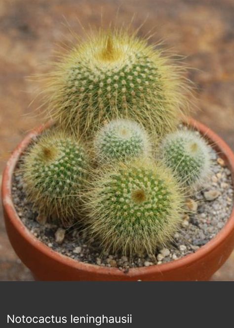 Golden Ball Cactus, Lemon Ball, North Rhine Westphalia, Common Names, South American, Live Plants, House Plants, Over 50, Brazil