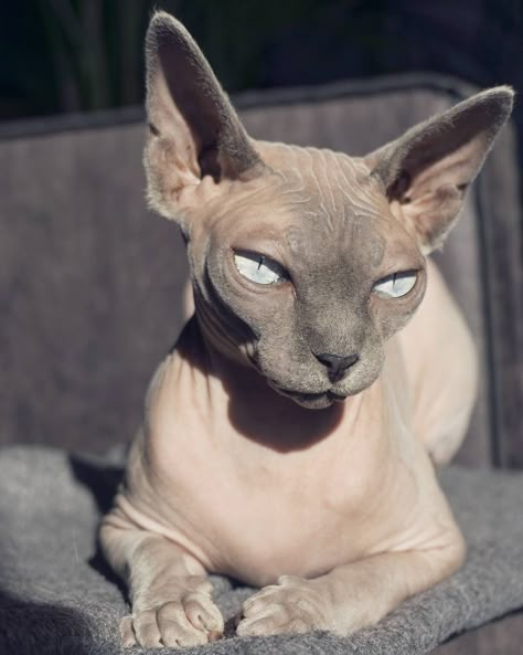 Hairless Cat Sphynx, Gato Munchkin, Cute Hairless Cat, Sphinx Cats, Hairless Cats, Sphinx Cat, Sphynx Cats, Devon Rex, Cat Care Tips