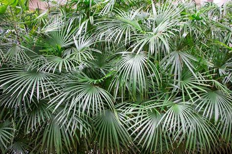 Rhapidophyllum hystrix (Needle Palm) Palm Trees For Sale, Needle Palm, Small Palms, Fan Palm, Foundation Planting, Fast Growing Trees, Cold Frame, Mediterranean Garden, Tree Care