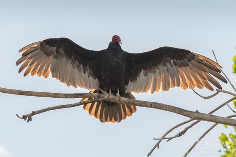 A Turkey Vulture spreads its wings to warm up in Longmont, Colorado. Vulture Wings Drawing, Vulture Wings, Turkey Vulture, Vulture Marvel, Vulture Culture, Pet Bird, Bird Wallpaper, Fluffy Animals, Big Bird