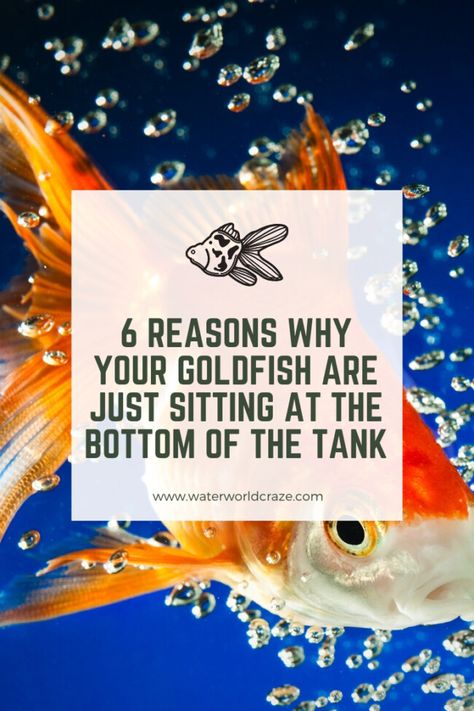 Goldfish Tank Mates, Goldfish Aquarium Ideas, Ranch Goldfish, Fish Fountain, Goldfish Breeding, Goldfish Care, Aquarium Pets, Common Goldfish, Goldfish Plant