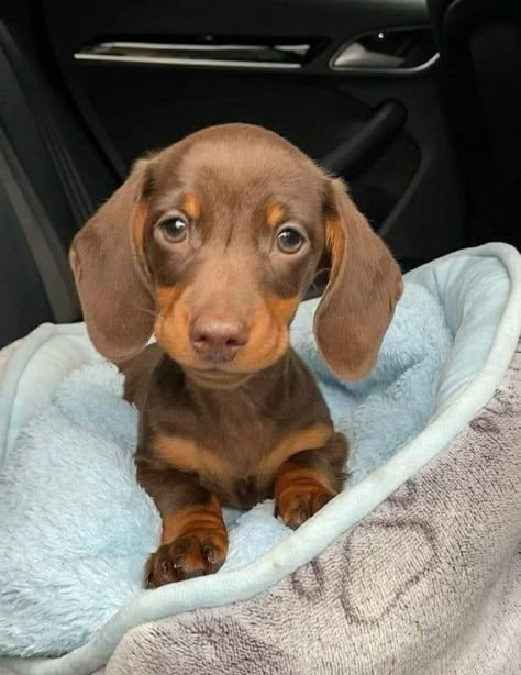 Weiner Dog Puppies, Daschund Puppies, Baby Dachshund, Dachshund Puppy Miniature, Cute Dogs Images, Really Cute Puppies, Dapple Dachshund, Cute Animals Puppies, Very Cute Dogs