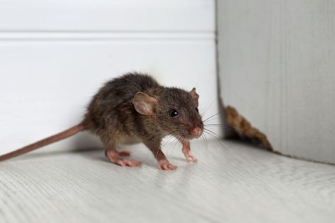 6 Things that Attract Mice How To Deter Mice, Mice Infestation, Rat Repellent, Getting Rid Of Rats, Mice Repellent, Getting Rid Of Mice, Rodent Control, Mouse Traps, A Rat