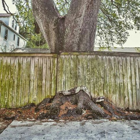 "In New Orleans, sometimes you just have to face the inevitable. Building a fence around the roots of a grand oak tree." Photo by Chris Granger. Fence Around Tree Ideas, Canada Cabin, Backyard Fencing, Easy Fence, Fence Plants, Green Fence, Peaks Island, Fence Diy, Natural Fence