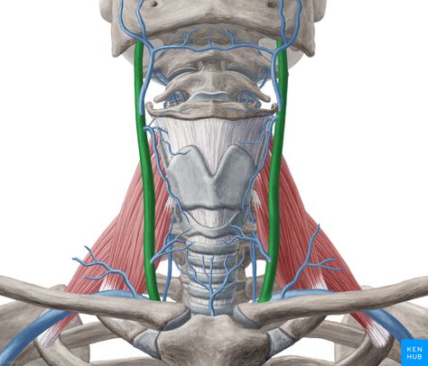 Internal Jugular Vein Facial Veins, Maxillary Sinus, Parotid Gland, Sternocleidomastoid Muscle, Nasal Septum, Carotid Artery, Arteries And Veins, Canine Tooth, Upper Eyelid