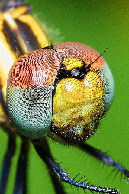 Dragonfly Eyes, Insect Eyes, Dragonfly Images, Dragonfly Photos, Hard Photo, Realistic Eye Drawing, Micro Photography, Insect Photography, Cool Bugs