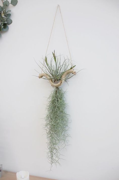 Spanish Moss Decor Ideas, Air Plant Art, Tillandsia Usneoides, Air Plants Diy, Air Plant Garden, Air Plants Decor, Air Plant Display, Tillandsia Air Plant, Garden Crafts Diy