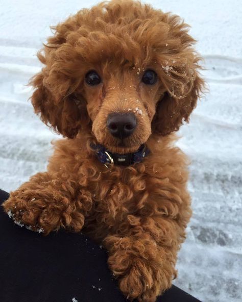 Miniature Poodle Haircuts, Toy Poodle Haircut, Poodle Haircut Styles, Brown Poodle, Teacup Poodle Puppies, Poodle Haircut, Poodle Puppy Standard, Poodle Cuts, Red Poodles